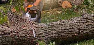 Best Firewood Processing and Delivery  in New Johnsonville, TN