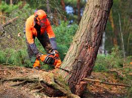 Best Hazardous Tree Removal  in New Johnsonville, TN