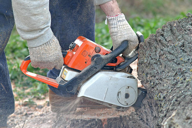 Best Fruit Tree Pruning  in New Johnsonville, TN