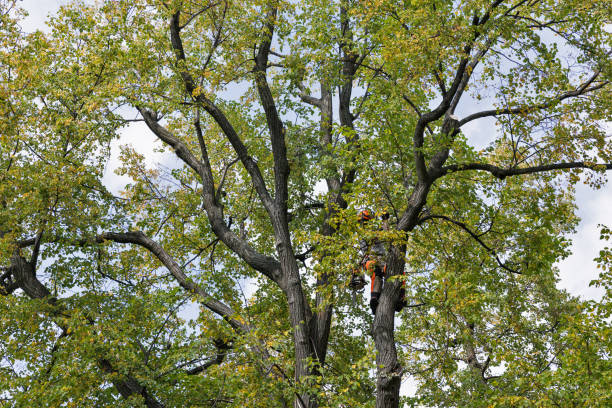 Best Tree Preservation Services  in New Johnsonville, TN